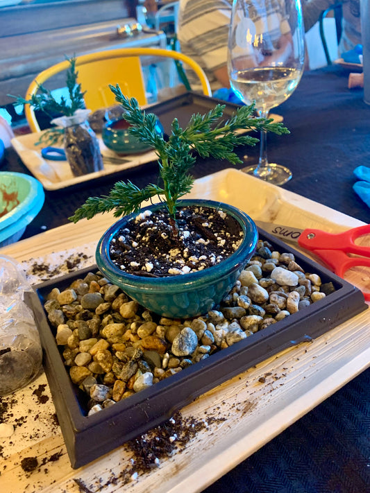 Mini Bonsai Zen Workshop at Aquila’s Nest